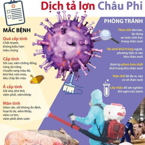 Những điều cần biết về dịch tả lợn Châu Phi (African swine fever-ASF)
